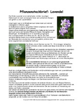 Pflanzensteckbrief-Lavendel.pdf